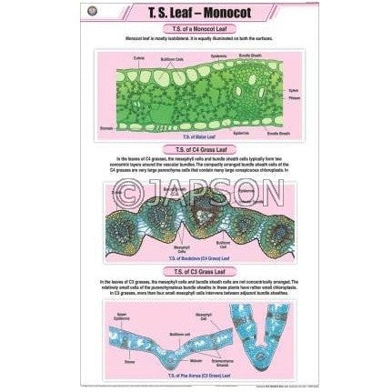 Leaf Charts, Botany, School Education Leaf Charts, Botany, School Education
